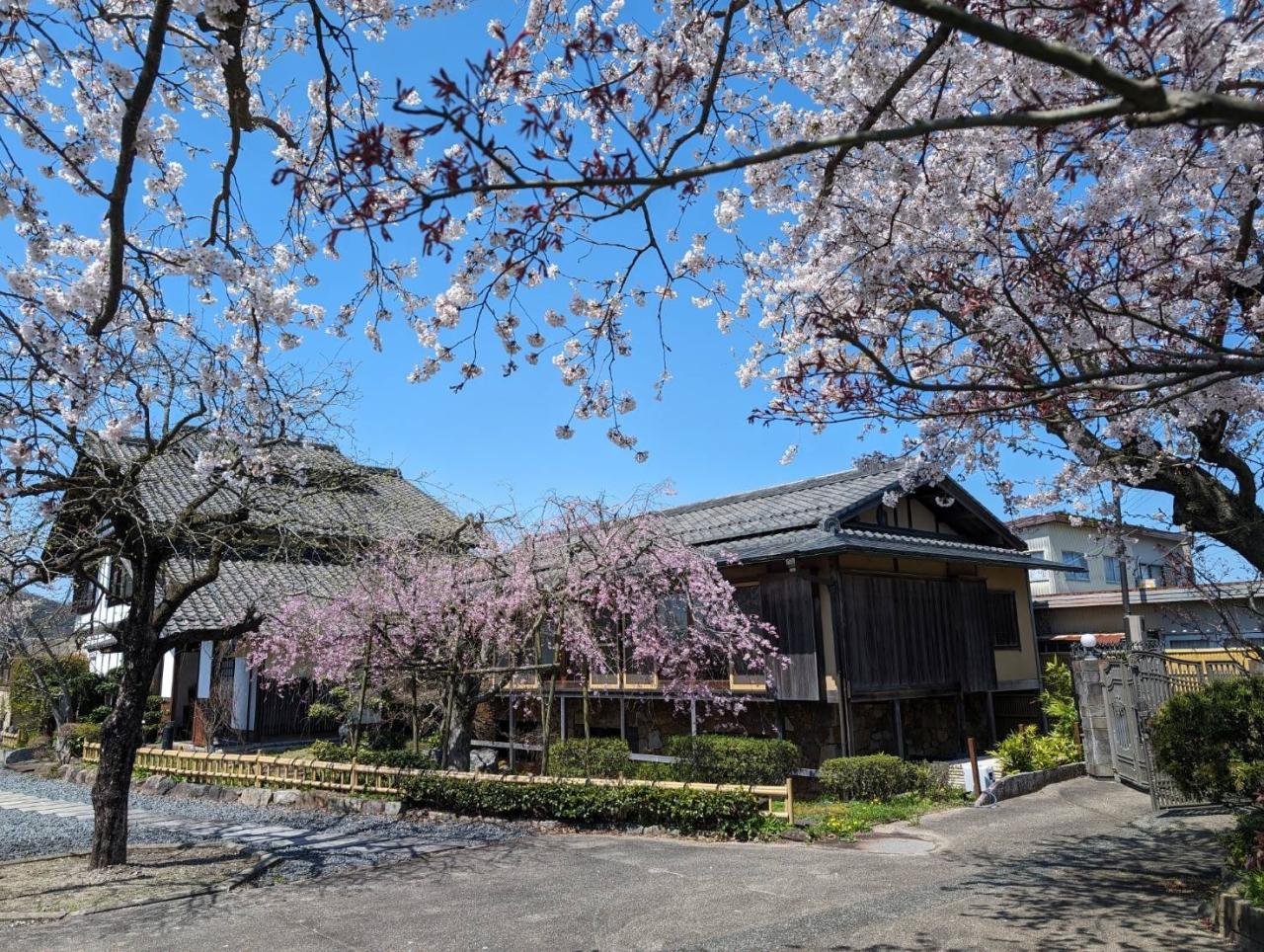 滋賀県桜　